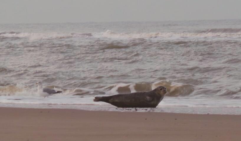 De Blaauboer, Vakantiehuisje Egmond aan Zee Δωμάτιο φωτογραφία