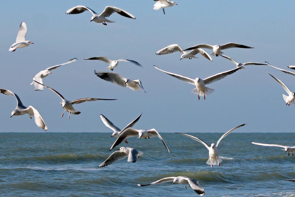 De Blaauboer, Vakantiehuisje Egmond aan Zee Εξωτερικό φωτογραφία